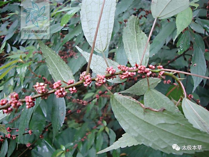 紫麻见过吗行气活血治跌打损伤牙痛