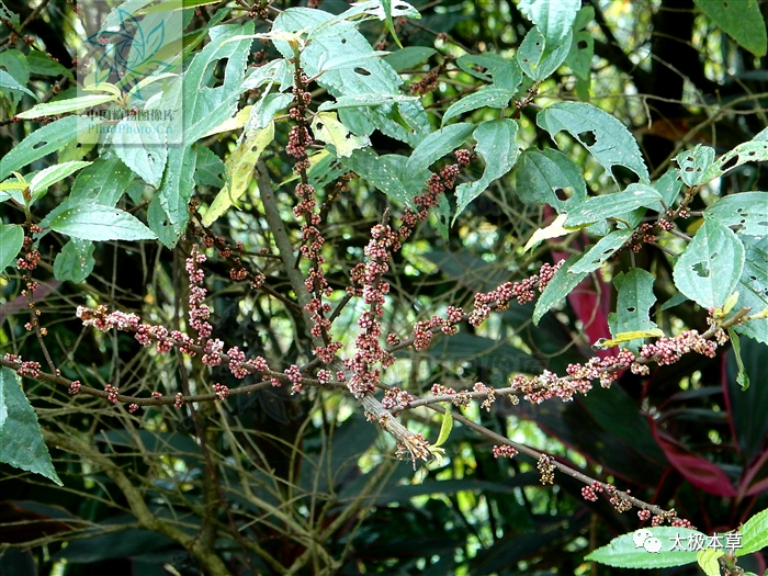 【性状】性状鉴别全株有毛,长达lm.茎上有棱槽.