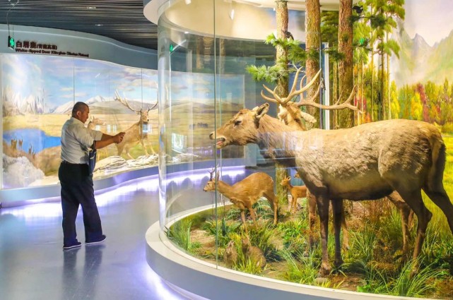 麋鹿回归中国35周年百项研究成果都在这个展览里
