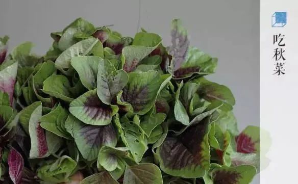 昔日四邑(现在加上鹤山为五邑)有个不成节的习俗,叫做"秋分吃秋菜"