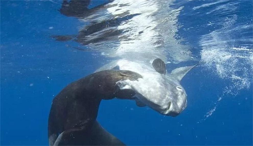 灭绝|被海狮吃了也懒得反抗的翻车鱼，为什么还没灭绝？原因很奇葩