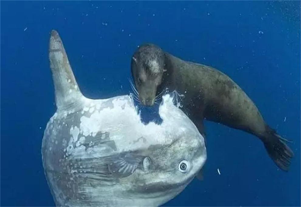 灭绝|被海狮吃了也懒得反抗的翻车鱼，为什么还没灭绝？原因很奇葩
