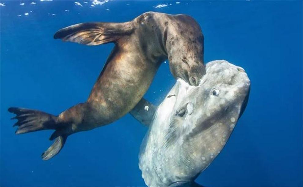 灭绝|被海狮吃了也懒得反抗的翻车鱼，为什么还没灭绝？原因很奇葩