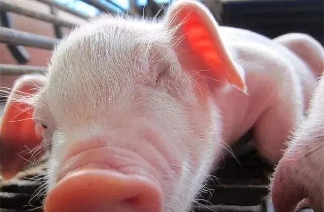 仔猪|仔猪断奶“八不做”原则！