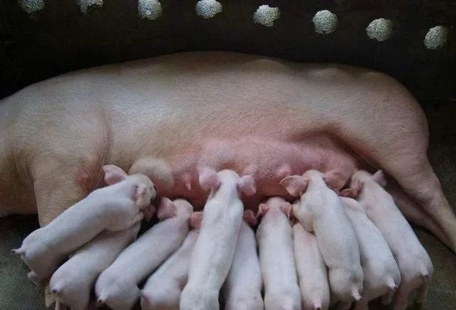 仔猪|仔猪断奶“八不做”原则！