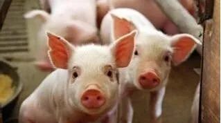 仔猪|仔猪断奶“八不做”原则！