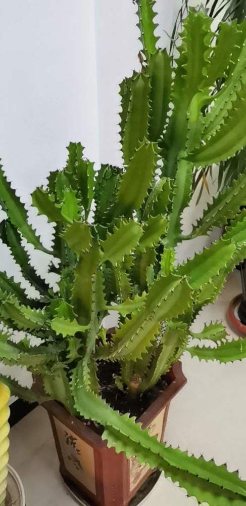 项羽|霸王鞭，威武霸气，一长就是五六米！