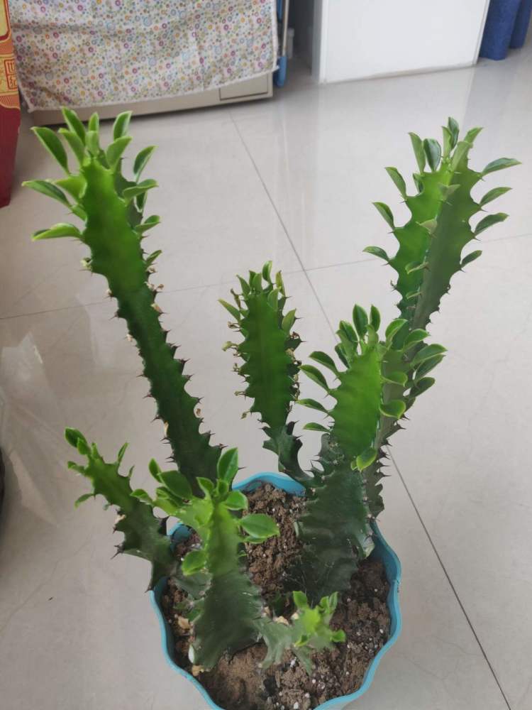 项羽|霸王鞭，威武霸气，一长就是五六米！