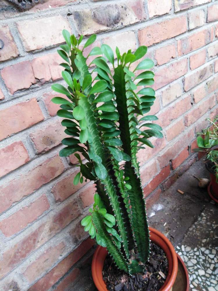 项羽|霸王鞭，威武霸气，一长就是五六米！