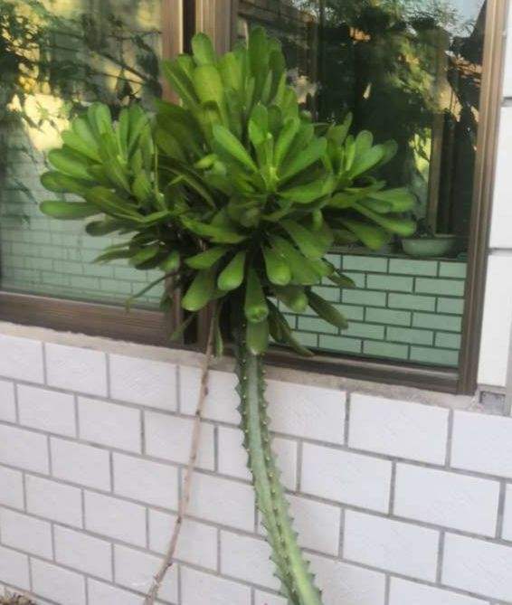 项羽|霸王鞭，威武霸气，一长就是五六米！