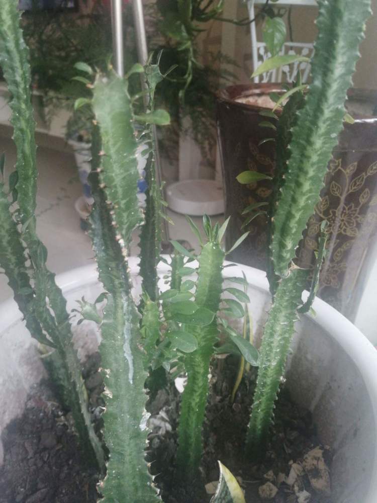 项羽|霸王鞭，威武霸气，一长就是五六米！