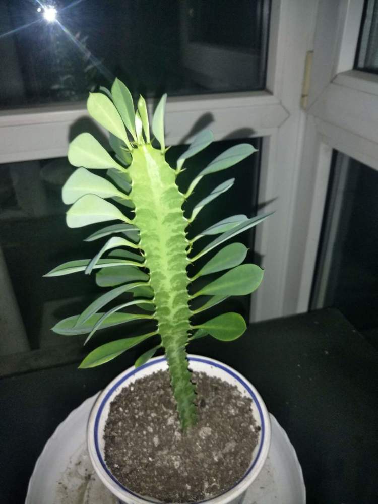 项羽|霸王鞭，威武霸气，一长就是五六米！