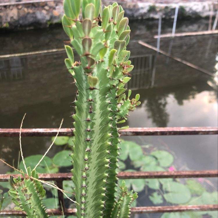 项羽|霸王鞭，威武霸气，一长就是五六米！