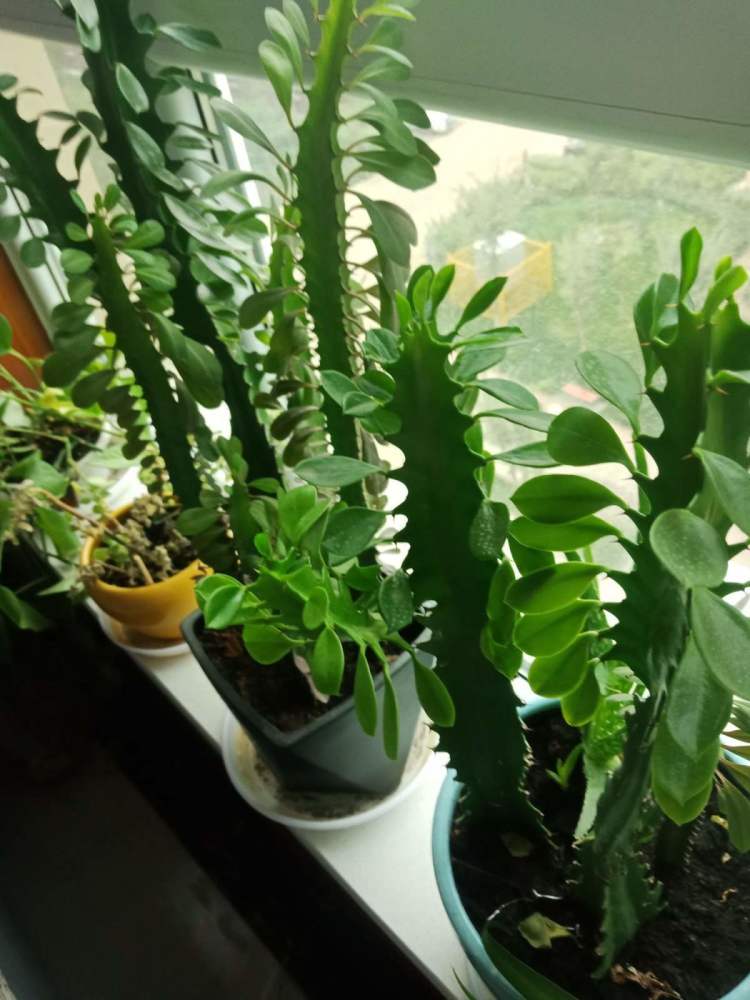 项羽|霸王鞭，威武霸气，一长就是五六米！