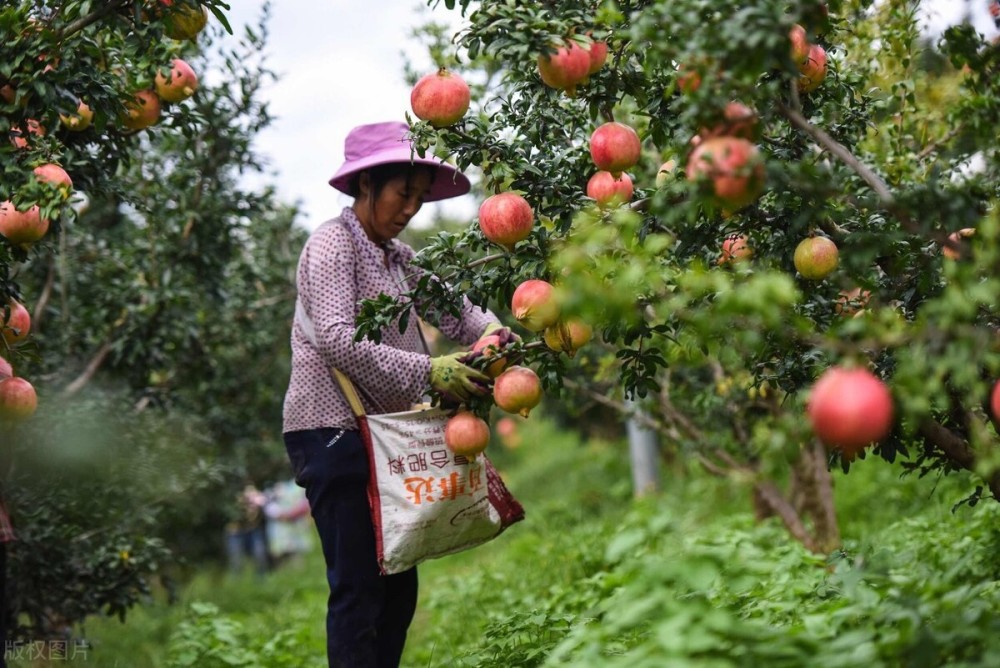 果树|为什么9月20日以后，果树不允许疏枝？秋季果树管理的4问4答