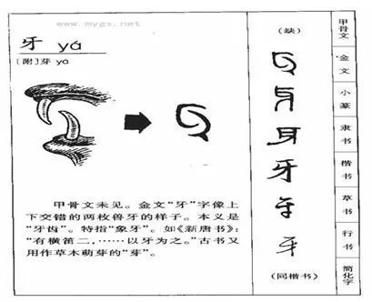 金文取象于虎豹和犬等动物门齿两边又长又尖的上下相错的两牙之形,独