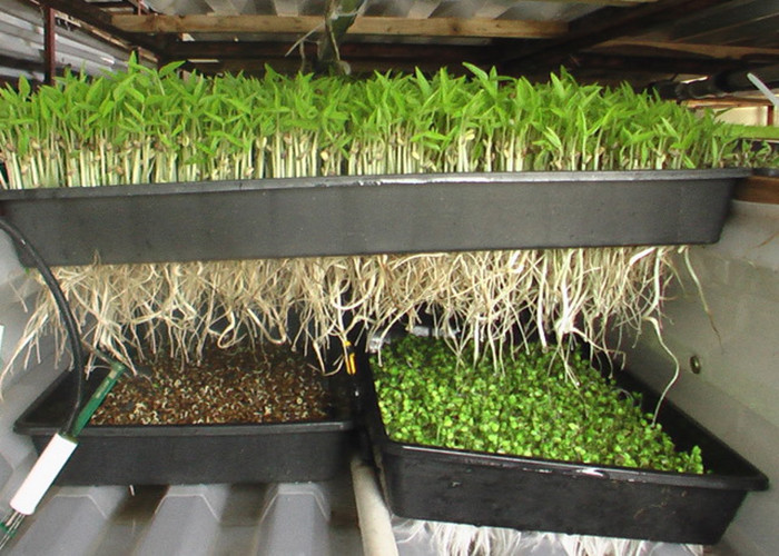 无土栽培分为几类 腾讯新闻