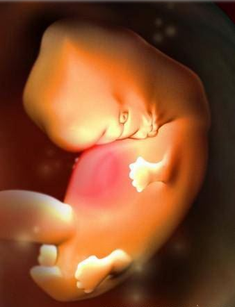 怀胎十月,各阶段胎儿发育组图,原来肚子里的宝宝是这样!