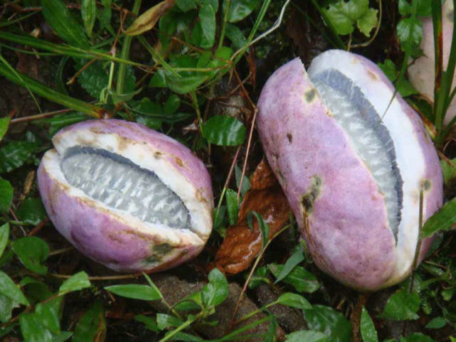 农村八月野生美味野果牛卵坨还有多少人记得这个味道