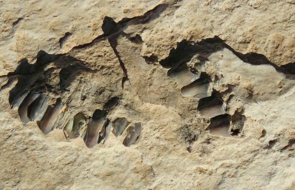 贾西尔·赫尔比什|考古学家在沙特发现距今12万多年前的人类脚印