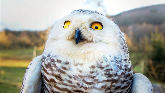 猫头鹰|21个冷知识：很少有人知道，看起来或许有些不合逻辑