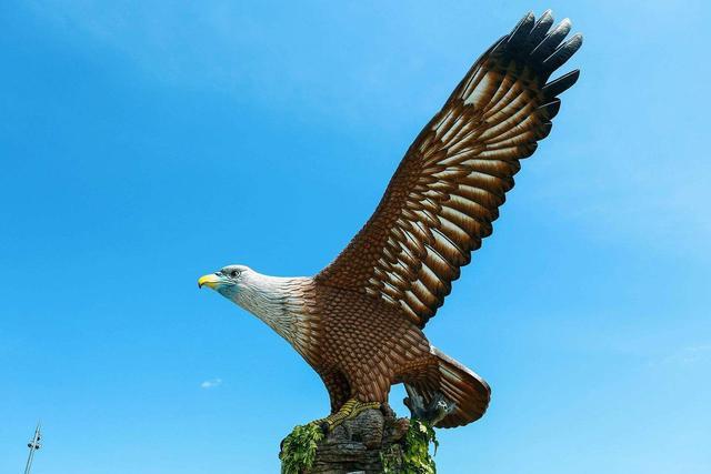 狮子|全球最凶的鸟，狮子老虎见了都逃命，堪称空中“收割机”！