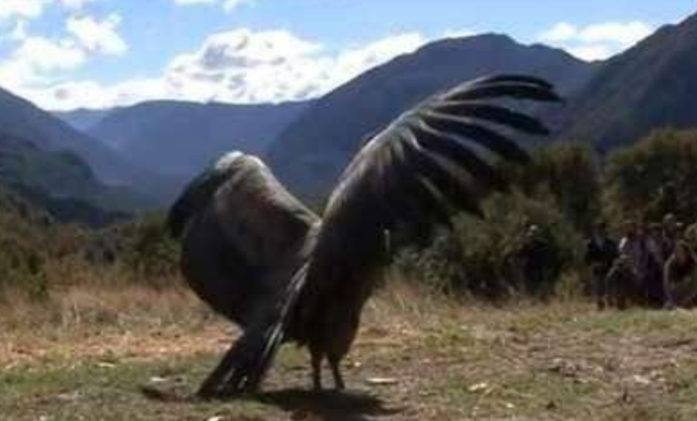 狮子|全球最凶的鸟，狮子老虎见了都逃命，堪称空中“收割机”！