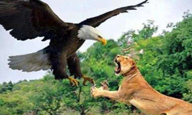 狮子|全球最凶的鸟，狮子老虎见了都逃命，堪称空中“收割机”！