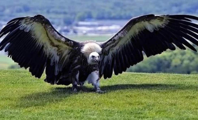 狮子|全球最凶的鸟，狮子老虎见了都逃命，堪称空中“收割机”！