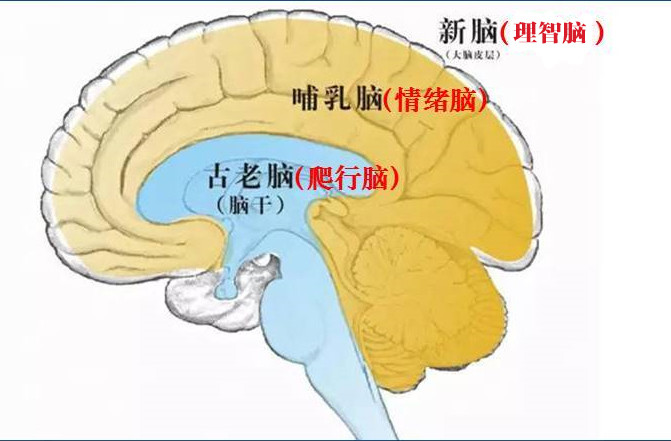 人的大腦結構神經學專家保羅·麥克裡恩提出假設,人的大腦分為外中內