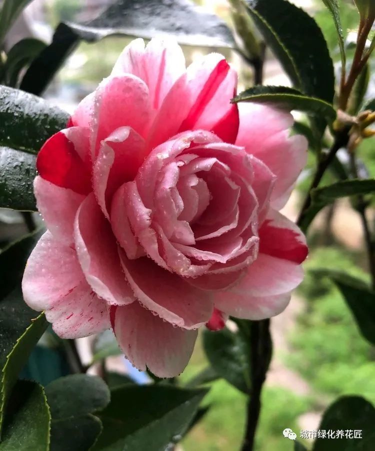 带花苞的茶花在9月可以换大盆吗 做错了 不开花算好 严重死苗 腾讯新闻