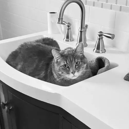 喜欢呆在水槽里的喵星人_腾讯新闻