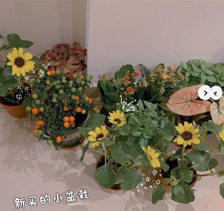 郭富城|郭富城老婆方媛晒生活日常，精致生活让人实名羡慕