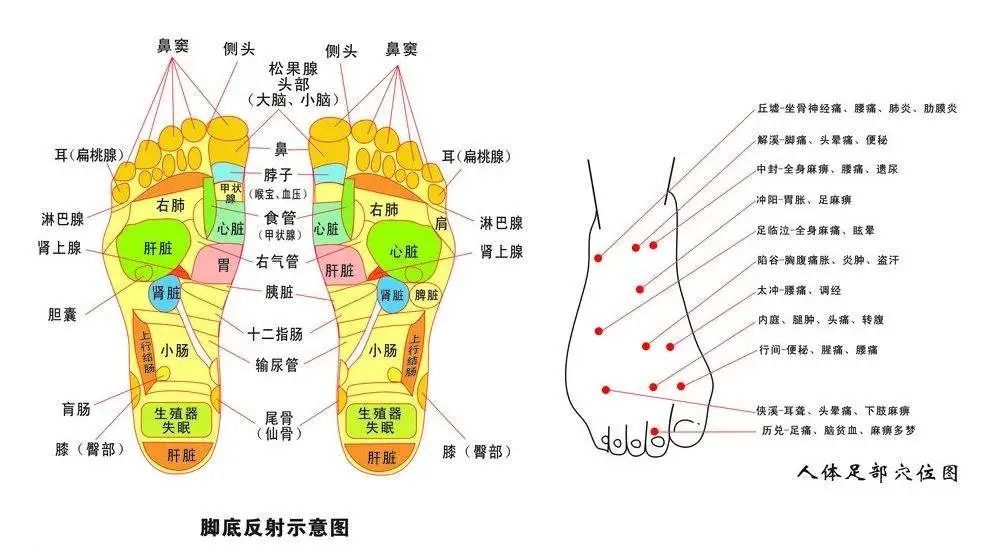在我们脚底有大量的腹脏反射区,肝胆,脾胃,肠道这一类消化系统的反射