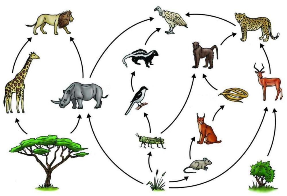 亚马逊森蚺|蛇的寿命一般是多长？世界上最大蛇有多大？