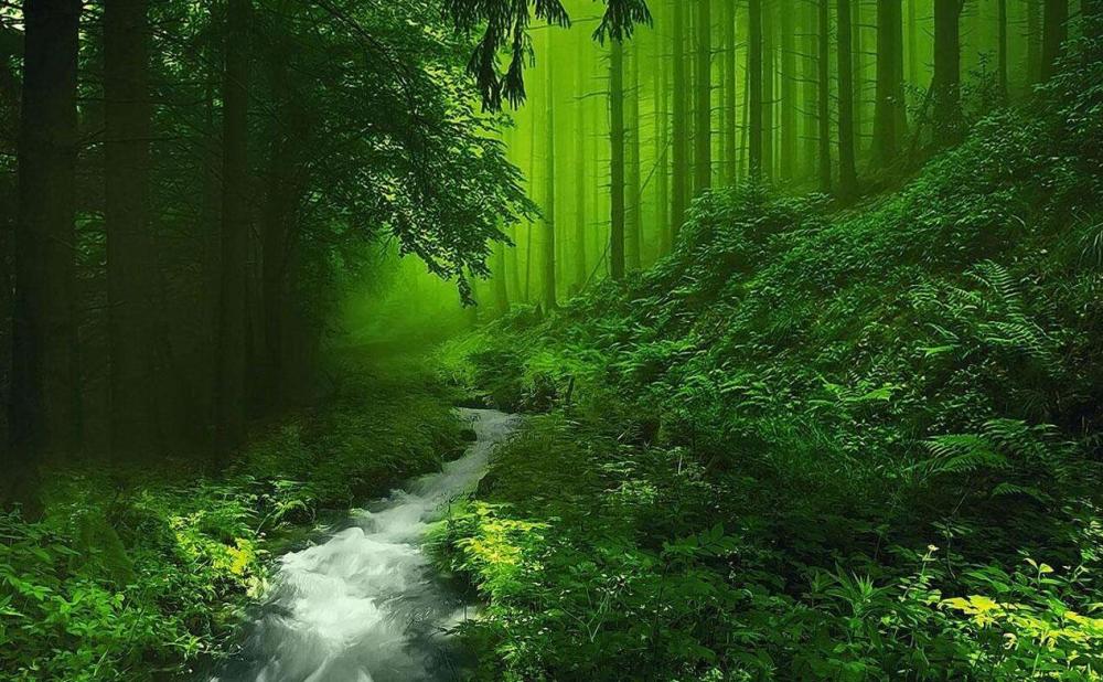 亚马逊森蚺|蛇的寿命一般是多长？世界上最大蛇有多大？