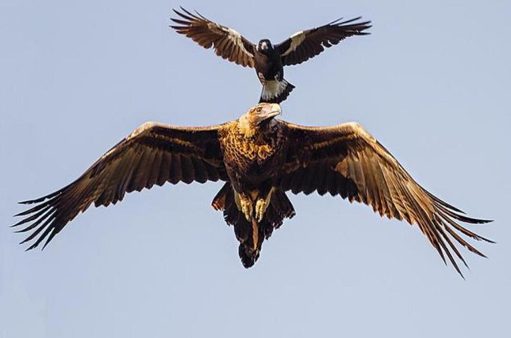 亚马逊森蚺|蛇的寿命一般是多长？世界上最大蛇有多大？