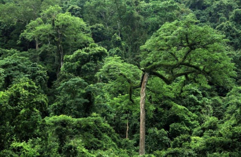 亚马逊森蚺|蛇的寿命一般是多长？世界上最大蛇有多大？