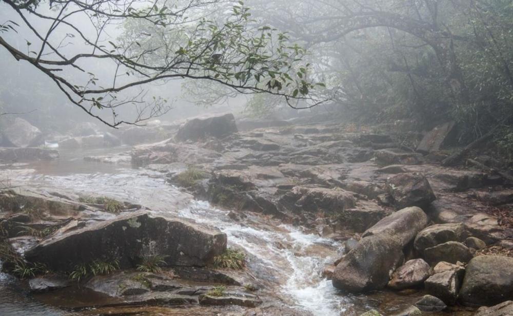 亚马逊森蚺|蛇的寿命一般是多长？世界上最大蛇有多大？