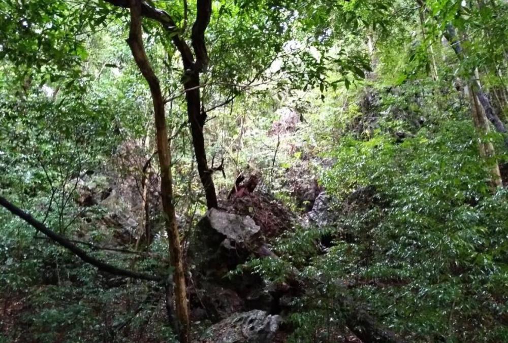 亚马逊森蚺|蛇的寿命一般是多长？世界上最大蛇有多大？