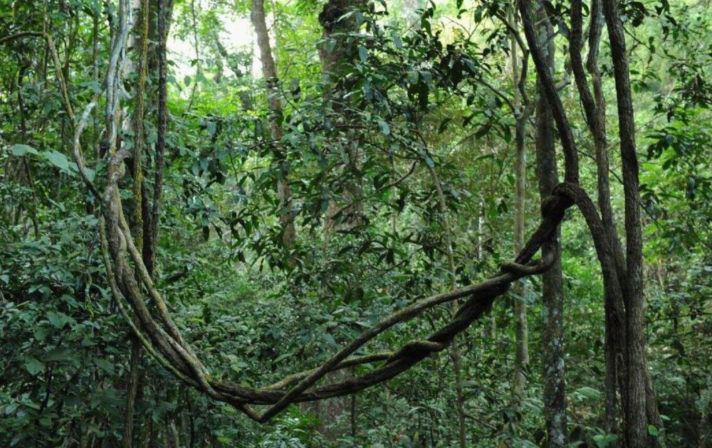 亚马逊森蚺|蛇的寿命一般是多长？世界上最大蛇有多大？