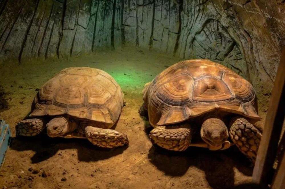 亚马逊森蚺|蛇的寿命一般是多长？世界上最大蛇有多大？