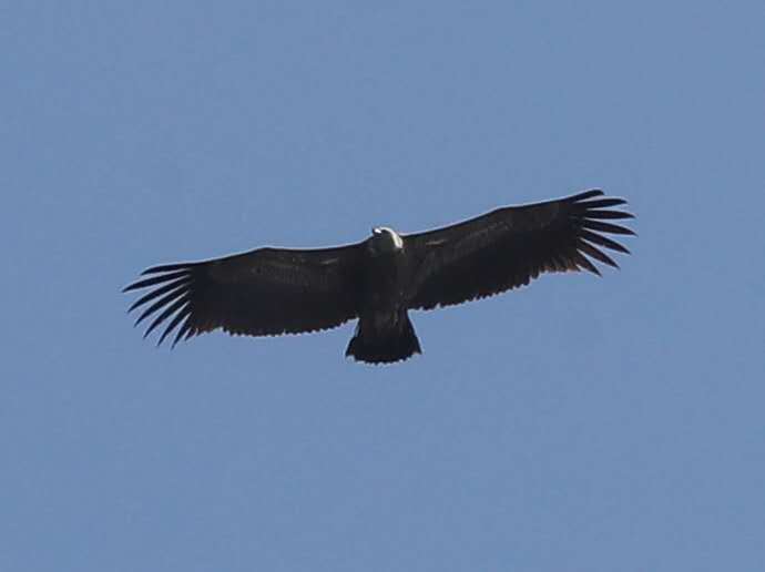 高山兀鹫|飞翔高度超珠峰的高山兀鹫，为何流浪大连