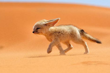 鲍鱼|10个冷知识，鲍鱼的头数是什么意思？