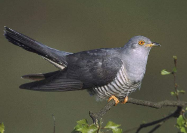鲍鱼|10个冷知识，鲍鱼的头数是什么意思？