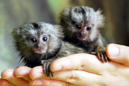 鲍鱼|10个冷知识，鲍鱼的头数是什么意思？