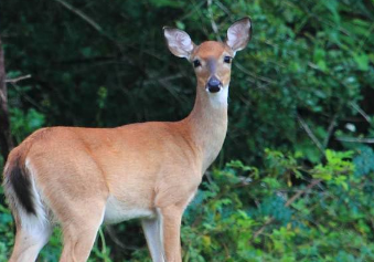 鲍鱼|10个冷知识，鲍鱼的头数是什么意思？