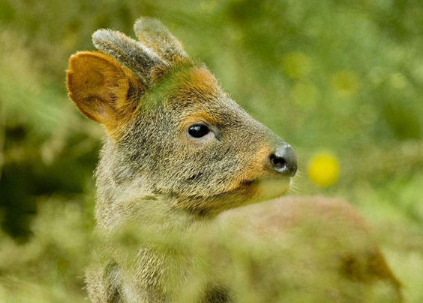鲍鱼|10个冷知识，鲍鱼的头数是什么意思？