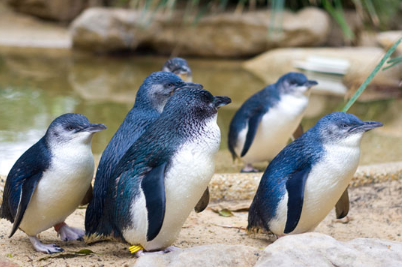 鲍鱼|10个冷知识，鲍鱼的头数是什么意思？