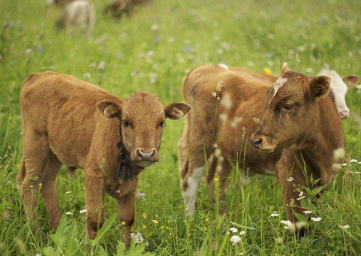 鲍鱼|10个冷知识，鲍鱼的头数是什么意思？